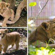 London Zoo has released photos of three adorable Asiatic lion cubs taking their first steps outside with mum Arya