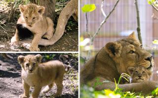 London Zoo has released photos of three adorable Asiatic lion cubs taking their first steps outside with mum Arya