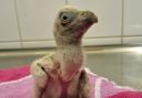 Newborn vulture chick Rupert, who was hand reared in an incubator at London Zoo