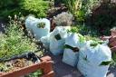 Redbridge Council green waste bags waiting for collection. Picture: RON JEFFRIES