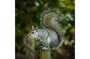 Squirrel in Golders Hill Park. Picture: Copyright of David Godfrey- www.davidgodfreyimages.com - All rights reserved