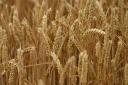 Wheat prices are approximately double what they were last year
