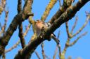 Chaffinches are regularly spotted in Hampstead Heath. Picture: The City of London Corporation