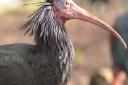 Waldrapp Ibis NorthernBald ibis at ZSL London
