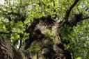 Sweet chestnut trees on Hampstead Heath. Picture: Ed Mathison