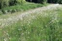Wildflower Meadows on the Heath