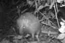 A Hedgehog caught by ZSL's camera trap as part of HogWatch