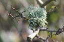 An evernia lichen on a branch in the Heath Extension. Picture: City of London Corporation
