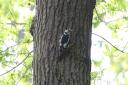 A greater spotted woodpecker in Highgate Wood. Picture: City of London Corporation