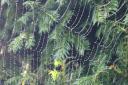 Spider web over an evergreen tree