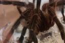 The spider is thought to have travelled more than 5,000 miles from Costa Rica. Picture: RSPCA