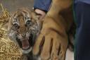 The tiger cubs get the once over from London Zoo's vets.