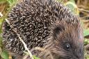 London Zoo has launched the largest ever survey of UK wildlife to halt the decline of iconic species like the garden hedgehog. Picture: Tony Wills