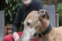 Charity founder Martin Humphery with his rescued greyhound, Percy. Picture: Nigel Sutton