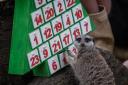 Meercat Frank forages for crickets in his special advent calendar at London Zoo