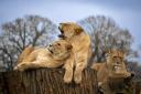 Woburn Safari Park in Bedfordshire is a short drive from north London and offers an exciting day out for the Easter Holidays