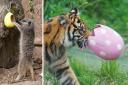 Sumatran tigers and meerkats were among the animals who enjoyed the Easter egg hunt