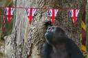 A critically endangered Western Lowland Gorilla looks at the bunting at London Zoo. Image: ZSL