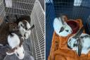 The rabbits were found abandoned outside Kentish Town City Farm