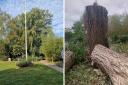 Before and after shots of a willow tree in Stationers Park - the council said it was diseased but a university professor disagreed