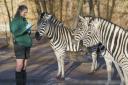 Zookeeper Becca Keefe counts Kabibi, Kianga and Spot  at London Zoo. Image: D Lipinski/ZSL