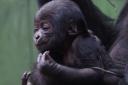 A second critically endangered western lowland gorilla baby has been born at London Zoo - less than a month after the arrival of another