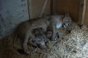 Three tiny lion cubs born to seven-year-old mum, Arya at London Zoo