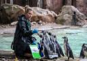Humboldt penguin Bobby is weighed by keeper Jessica Jones