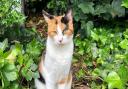 Stoke Newington cat Skye has been missing for four days