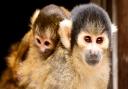 Two baby squirrel monkeys nicknamed Teeny and Tiny were bon in the same week at London Zoo