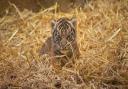 Sumatran tiger cub Loki has sadly died at ZSL London Zoo