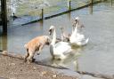 A dog facing up to the swans at Hampstead Heath