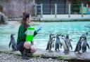 Keeper Hattie Sire counts the Humboldt penguins at the Annual Stocktake 2022 at ZSL London Zoo