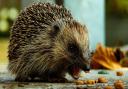 Hedgehogs hotspots include Hampstead Heath and Highgate but a ZSL led study revealed that elsewhere in central London populations are declining