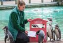 Penguins at London Zoo have sent their Christmas lists to Santa