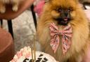 Dogs get five star treatment at Hampstead's new doggie café