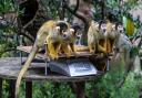 Bolivian black-capped squirrel monkeys are weighed at London Zoo