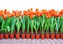Tulips growing in separate pots. PA Photo/thinkstockphotos