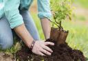 A person planting a small plant. PA Photo/thinkstockphotos