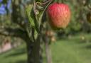 An apple growing on a tree. PA Photo/thinkstockphotos