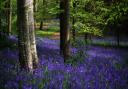 Bluebells growing in the woods. PA Photo/thinkstockphotos