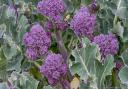 Purple sprouting broccoli growing in a garden. PA Photo/thinkstockphotos