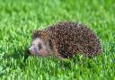 A hedgehog in a garden. PA Photo/thinkstockphotos