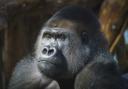Kiburi in Gorilla Kingdom in ZSL London Zoo