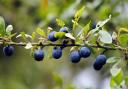 Blackthorn berries can be turned into sloe gin (Image: Newsquest)
