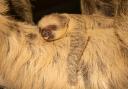 A baby two-toed sloth was born on New Year's Day at London Zoo to mum Marilyn