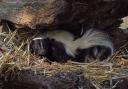 A stock picture of a skunk after one was seen spotted in Muswell Hill