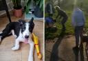 Max the dog (left) pictured before his injuries, after he was left injured in Gladstone Park (right)