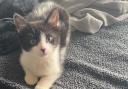 The kitten found in Stoke Newington was taken to a Kentish Town vets after the ordeal