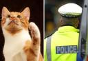 Police were called after a person was followed by a cat
